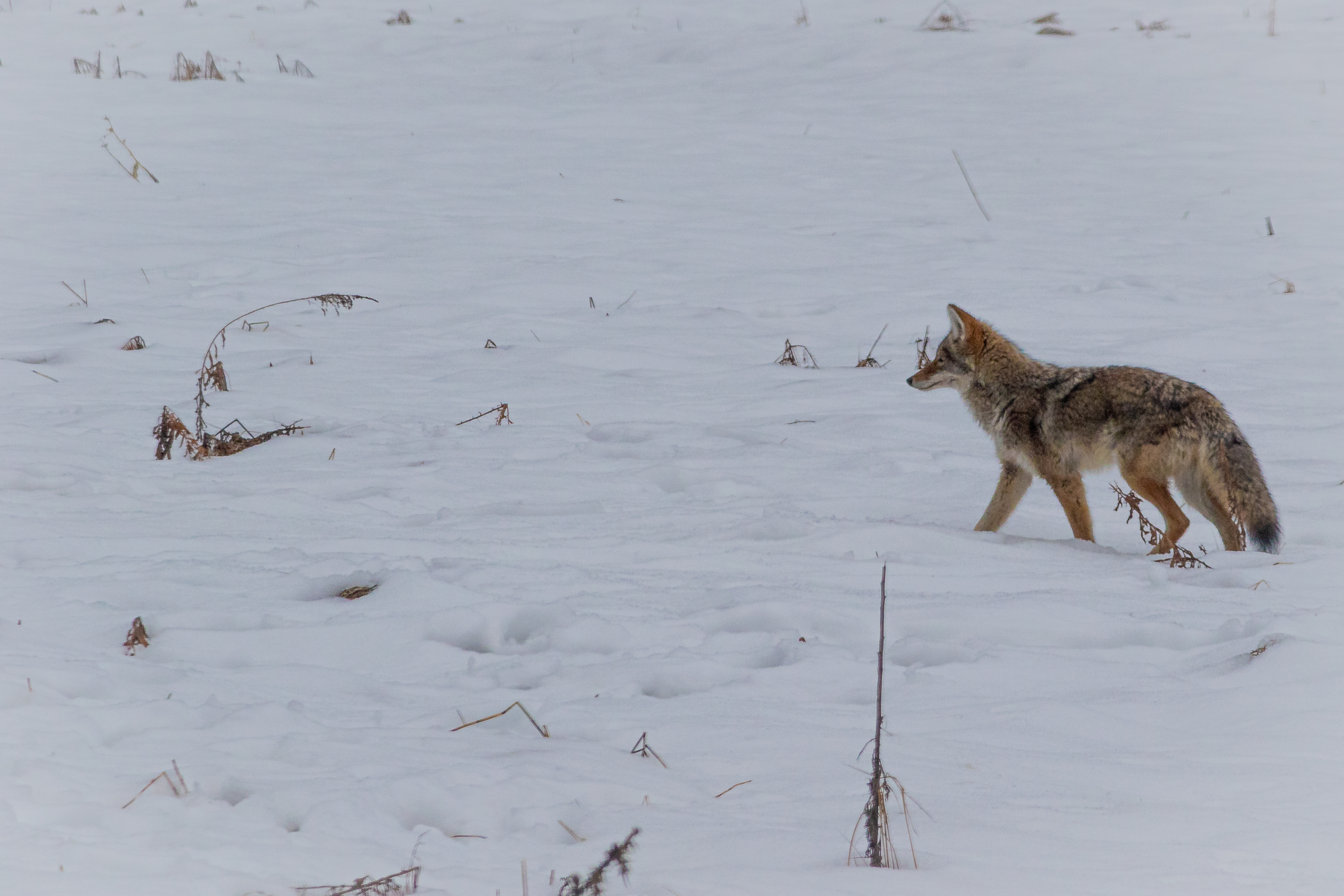 Yosemite coyote crossing a snowy meadow — hunting in the winter stillness